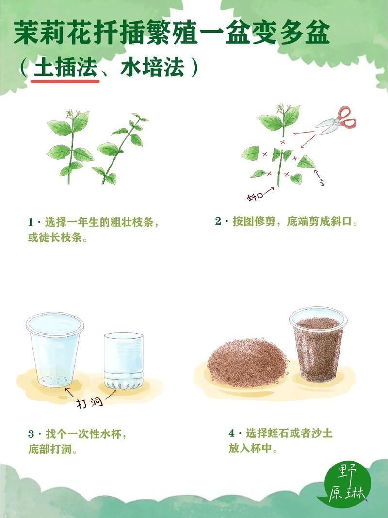 茉莉怎么扦插(双色茉莉怎么扦插)-第1张图片-花花知道网 茉莉怎么扦插(双色茉莉怎么扦插)-第1张图片-花花知道网