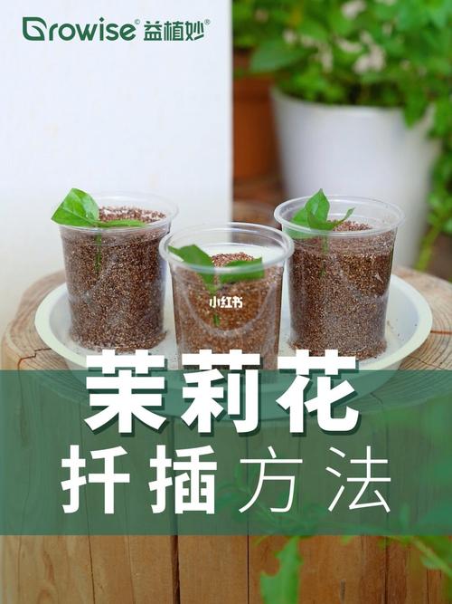 茉莉怎么扦插(双色茉莉怎么扦插)-第2张图片-花花知道网 茉莉怎么扦插(双色茉莉怎么扦插)-第2张图片-花花知道网