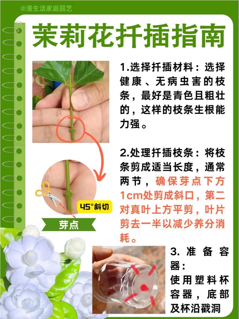 茉莉怎么扦插(双色茉莉怎么扦插)-第6张图片-花花知道网 茉莉怎么扦插(双色茉莉怎么扦插)-第6张图片-花花知道网