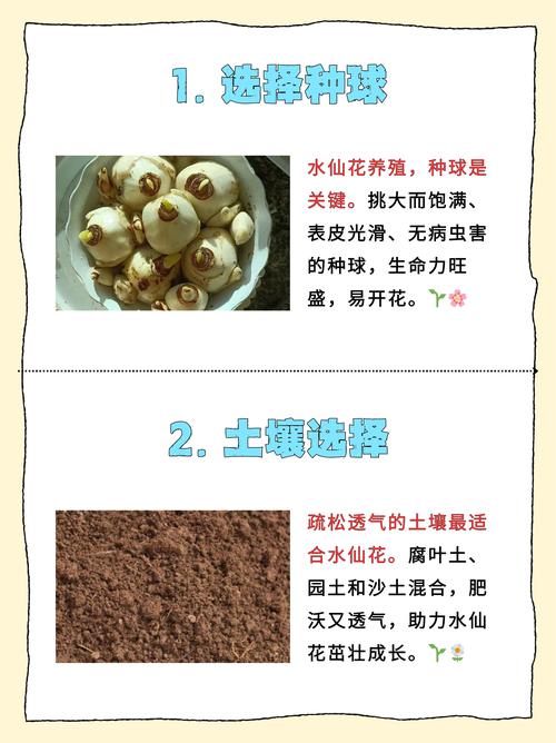 水培水仙花春天怎么办(水培水仙如何年年开花)-第3张图片-花花知道网 水培水仙花春天怎么办(水培水仙如何年年开花)-第3张图片-花花知道网