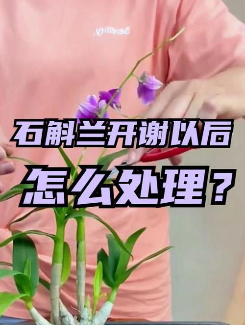 石斛兰花后怎么处理(石斛兰花后怎么修剪)-第1张图片-花花知道网 石斛兰花后怎么处理(石斛兰花后怎么修剪)-第1张图片-花花知道网