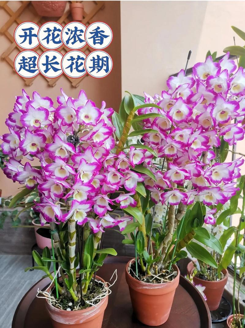 石斛兰花后怎么处理(石斛兰花后怎么修剪)-第3张图片-花花知道网 石斛兰花后怎么处理(石斛兰花后怎么修剪)-第3张图片-花花知道网