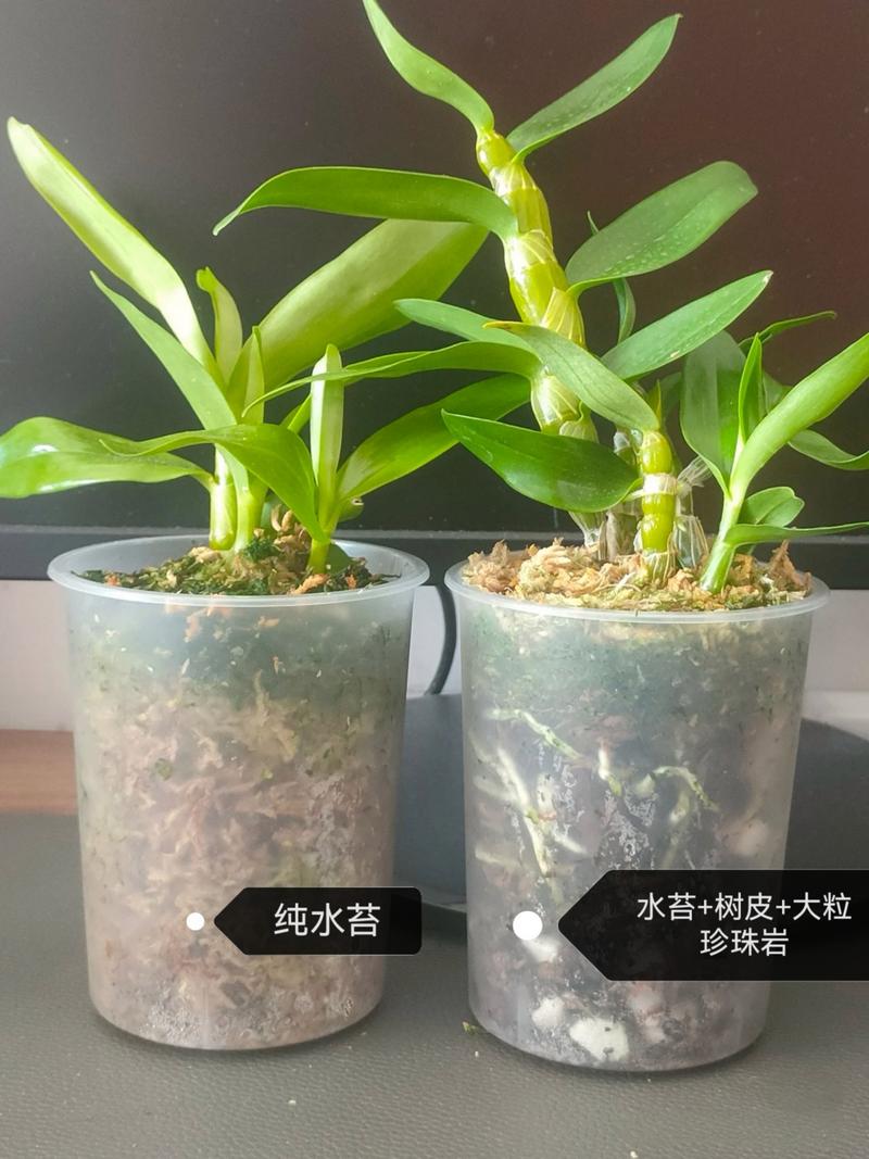 石斛兰花后怎么处理(石斛兰花后怎么修剪)-第5张图片-花花知道网 石斛兰花后怎么处理(石斛兰花后怎么修剪)-第5张图片-花花知道网