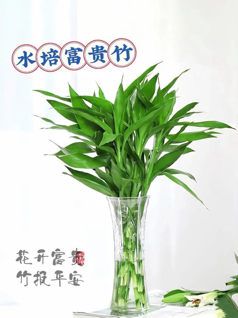 富贵竹水里可以养鱼吗(富贵竹养水里可以养多久)-第2张图片-花花知道网 富贵竹水里可以养鱼吗(富贵竹养水里可以养多久)-第2张图片-花花知道网