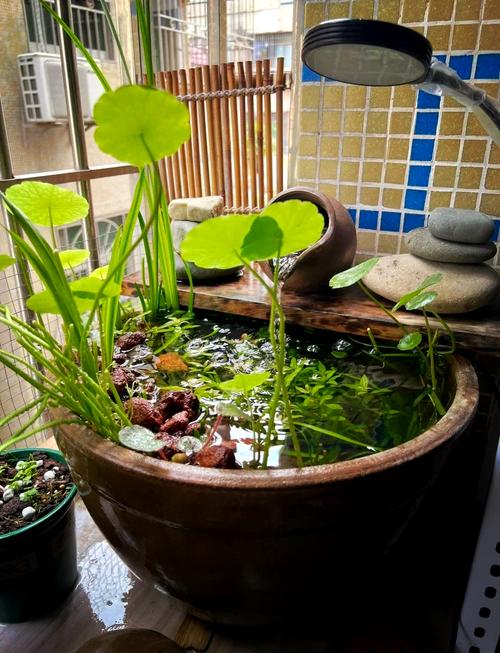 富贵竹水里可以养鱼吗(富贵竹养水里可以养多久)-第3张图片-花花知道网 富贵竹水里可以养鱼吗(富贵竹养水里可以养多久)-第3张图片-花花知道网