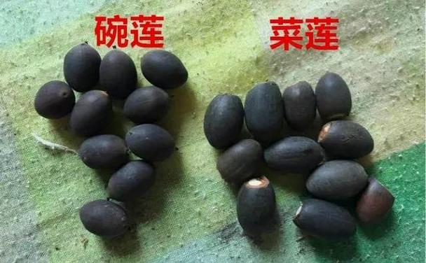 茶花竟是杨树枝(茶树花csh)-第5张图片-花花知道网 茶花竟是杨树枝(茶树花csh)-第5张图片-花花知道网