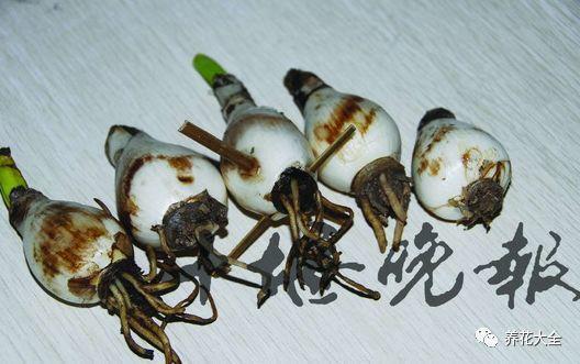 茶花竟是杨树枝(茶树花csh)-第6张图片-花花知道网 茶花竟是杨树枝(茶树花csh)-第6张图片-花花知道网
