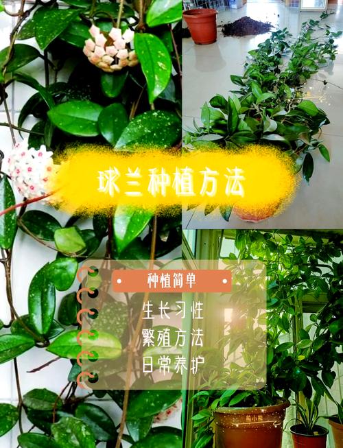 球兰秋天怎么养(球兰秋季可以换盆吗)-第3张图片-花花知道网 球兰秋天怎么养(球兰秋季可以换盆吗)-第3张图片-花花知道网