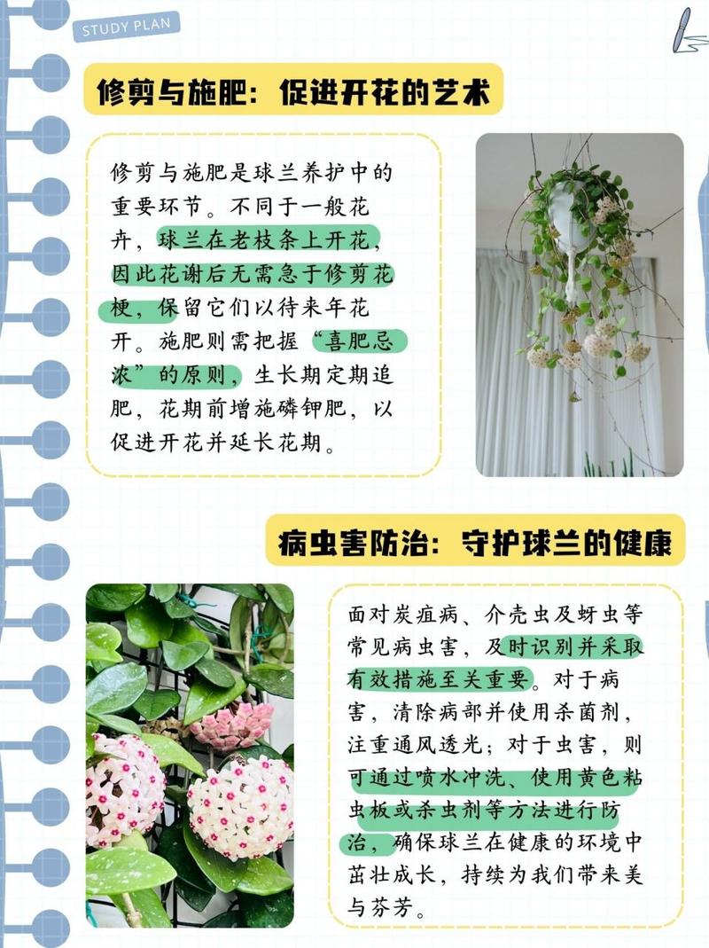 球兰秋天怎么养(球兰秋季可以换盆吗)-第6张图片-花花知道网 球兰秋天怎么养(球兰秋季可以换盆吗)-第6张图片-花花知道网