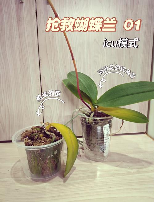 蝴蝶兰掉叶子怎么办(蝴蝶兰掉叶子怎么办四种原因以及解决办法)-第5张图片-花花知道网 蝴蝶兰掉叶子怎么办(蝴蝶兰掉叶子怎么办四种原因以及解决办法)-第5张图片-花花知道网