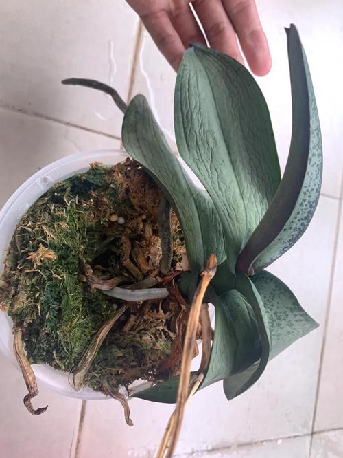 蝴蝶兰掉叶子怎么办(蝴蝶兰掉叶子怎么办四种原因以及解决办法)-第6张图片-花花知道网 蝴蝶兰掉叶子怎么办(蝴蝶兰掉叶子怎么办四种原因以及解决办法)-第6张图片-花花知道网