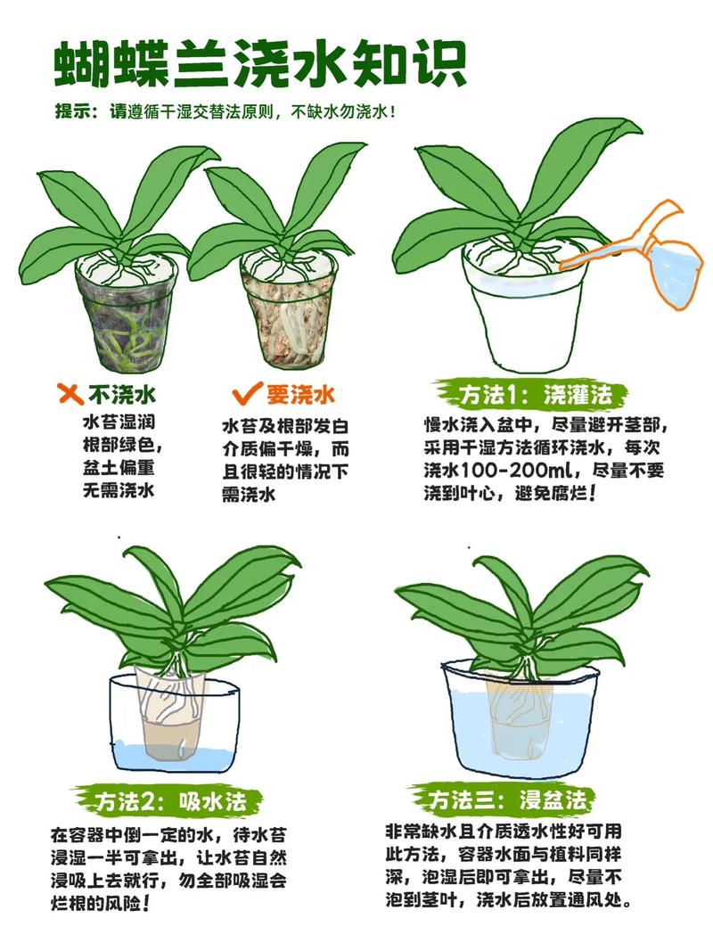蝴蝶兰掉叶子怎么办(蝴蝶兰掉叶子怎么办四种原因以及解决办法)-第7张图片-花花知道网 蝴蝶兰掉叶子怎么办(蝴蝶兰掉叶子怎么办四种原因以及解决办法)-第7张图片-花花知道网