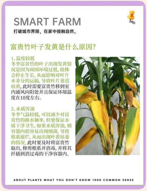 富贵竹叶子卷边怎么办(富贵竹叶打卷怎么办)-第1张图片-花花知道网 富贵竹叶子卷边怎么办(富贵竹叶打卷怎么办)-第1张图片-花花知道网