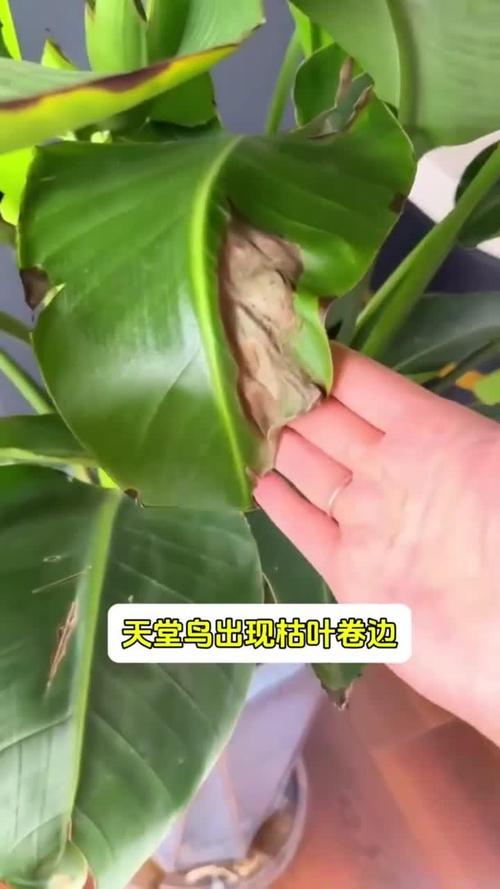 富贵竹叶子卷边怎么办(富贵竹叶打卷怎么办)-第3张图片-花花知道网 富贵竹叶子卷边怎么办(富贵竹叶打卷怎么办)-第3张图片-花花知道网