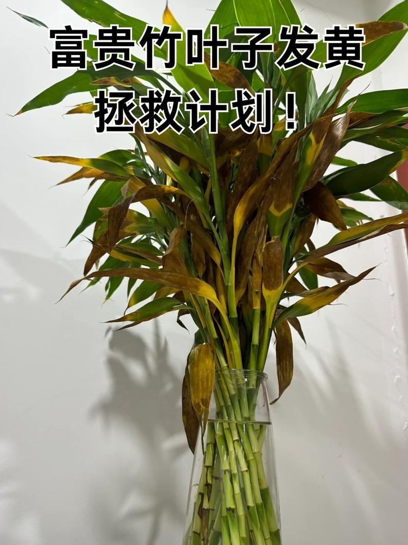 富贵竹叶子卷边怎么办(富贵竹叶打卷怎么办)-第4张图片-花花知道网 富贵竹叶子卷边怎么办(富贵竹叶打卷怎么办)-第4张图片-花花知道网