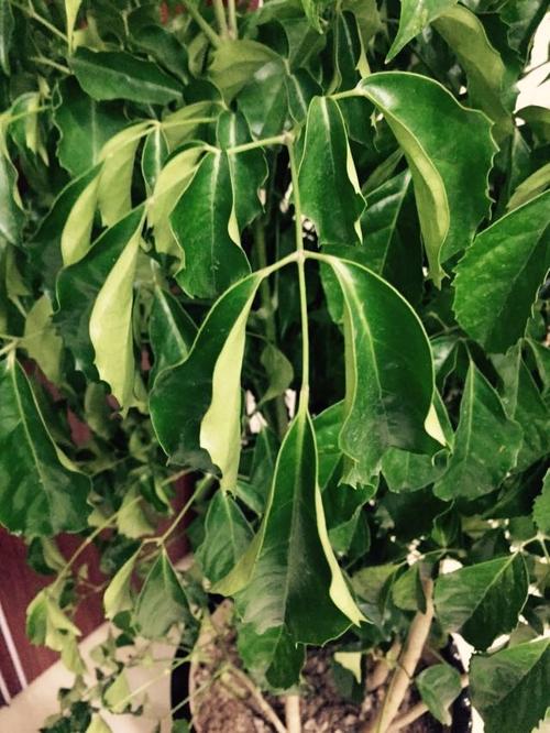 富贵竹叶子卷边怎么办(富贵竹叶打卷怎么办)-第5张图片-花花知道网 富贵竹叶子卷边怎么办(富贵竹叶打卷怎么办)-第5张图片-花花知道网