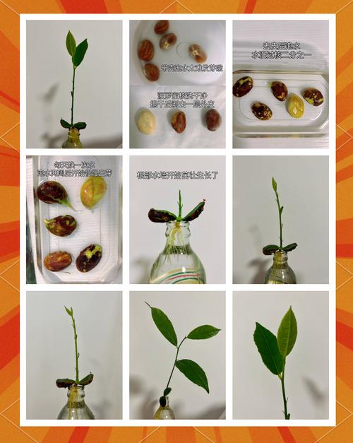 菠萝蜜的核怎么种盆栽(菠萝蜜的核怎么种盆栽视频教程)-第2张图片-花花知道网 菠萝蜜的核怎么种盆栽(菠萝蜜的核怎么种盆栽视频教程)-第2张图片-花花知道网