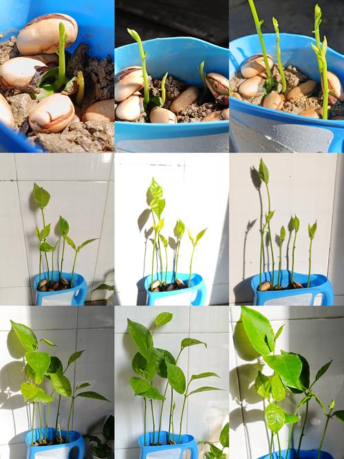 菠萝蜜的核怎么种盆栽(菠萝蜜的核怎么种盆栽视频教程)-第3张图片-花花知道网 菠萝蜜的核怎么种盆栽(菠萝蜜的核怎么种盆栽视频教程)-第3张图片-花花知道网
