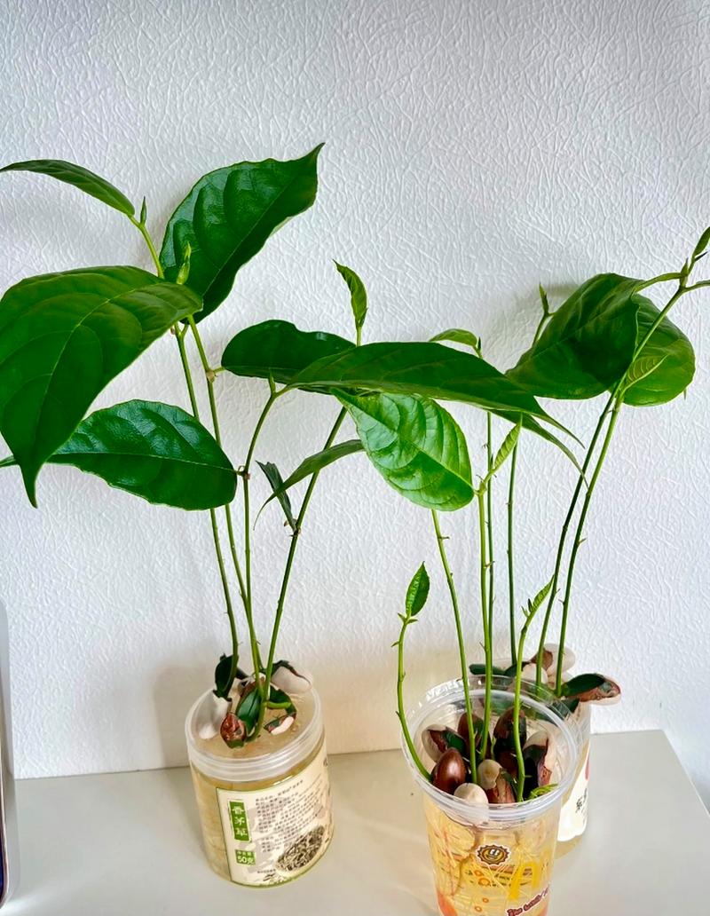 菠萝蜜的核怎么种盆栽(菠萝蜜的核怎么种盆栽视频教程)-第4张图片-花花知道网 菠萝蜜的核怎么种盆栽(菠萝蜜的核怎么种盆栽视频教程)-第4张图片-花花知道网