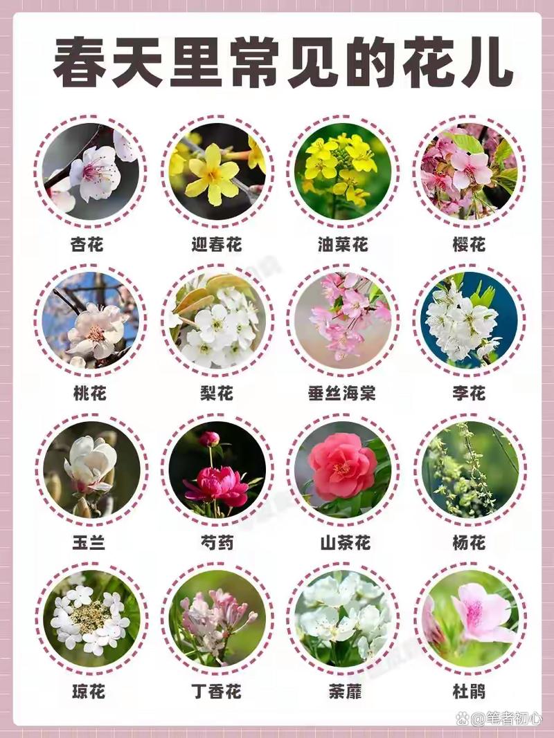 如何使鸡冠花在元旦开花(鸡冠花怎么移植成活率高)-第1张图片-花花知道网 如何使鸡冠花在元旦开花(鸡冠花怎么移植成活率高)-第1张图片-花花知道网
