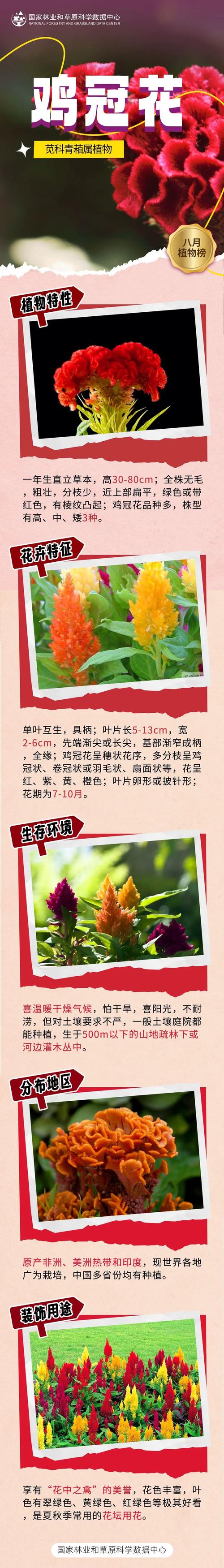 如何使鸡冠花在元旦开花(鸡冠花怎么移植成活率高)-第2张图片-花花知道网 如何使鸡冠花在元旦开花(鸡冠花怎么移植成活率高)-第2张图片-花花知道网