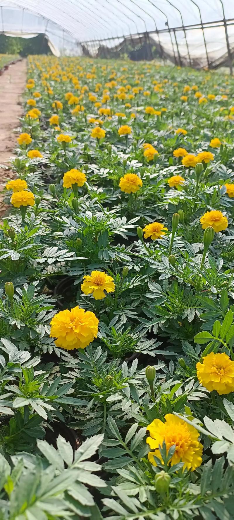 如何使鸡冠花在元旦开花(鸡冠花怎么移植成活率高)-第4张图片-花花知道网 如何使鸡冠花在元旦开花(鸡冠花怎么移植成活率高)-第4张图片-花花知道网
