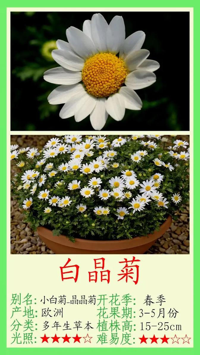 白晶菊冬天养殖的禁忌(白晶菊耐晒吗)-第2张图片-花花知道网 白晶菊冬天养殖的禁忌(白晶菊耐晒吗)-第2张图片-花花知道网