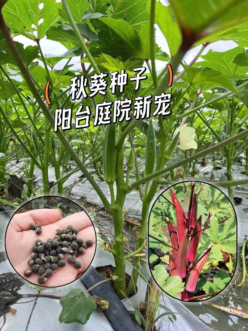 黄秋葵的种植方法(黄秋葵的种植方法和技术)-第1张图片-花花知道网 黄秋葵的种植方法(黄秋葵的种植方法和技术)-第1张图片-花花知道网