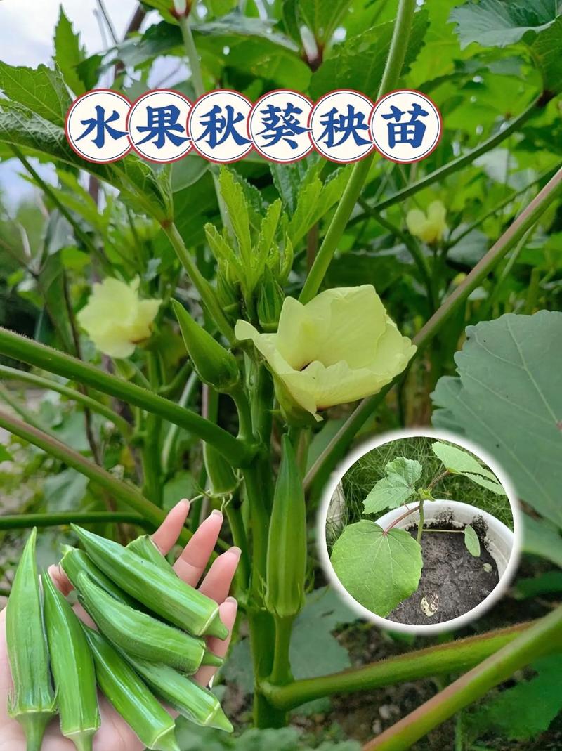 黄秋葵的种植方法(黄秋葵的种植方法和技术)-第5张图片-花花知道网 黄秋葵的种植方法(黄秋葵的种植方法和技术)-第5张图片-花花知道网