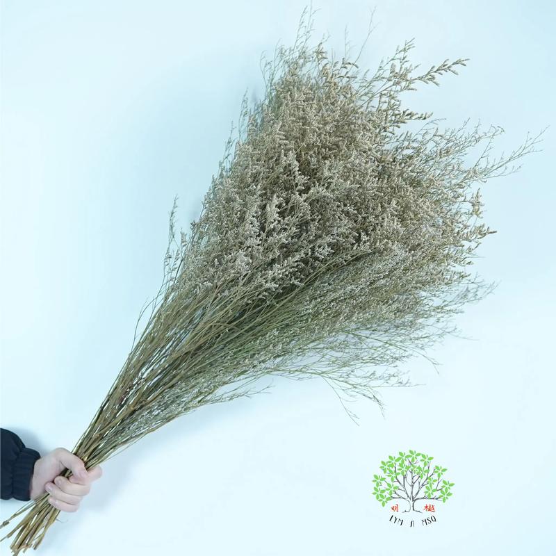 情人草怎么养(情人草怎么养 放水养 还是不放水)-第1张图片-花花知道网 情人草怎么养(情人草怎么养 放水养 还是不放水)-第1张图片-花花知道网
