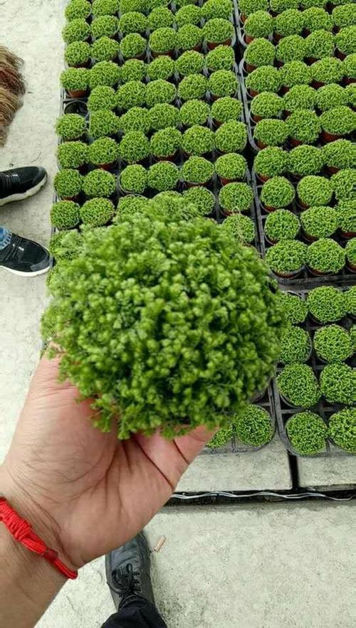 情人草怎么养(情人草怎么养 放水养 还是不放水)-第4张图片-花花知道网 情人草怎么养(情人草怎么养 放水养 还是不放水)-第4张图片-花花知道网
