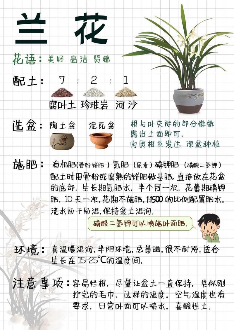 兰花怎么养才能旺盛(蝴蝶兰花怎么养才能旺盛)-第1张图片-花花知道网 兰花怎么养才能旺盛(蝴蝶兰花怎么养才能旺盛)-第1张图片-花花知道网