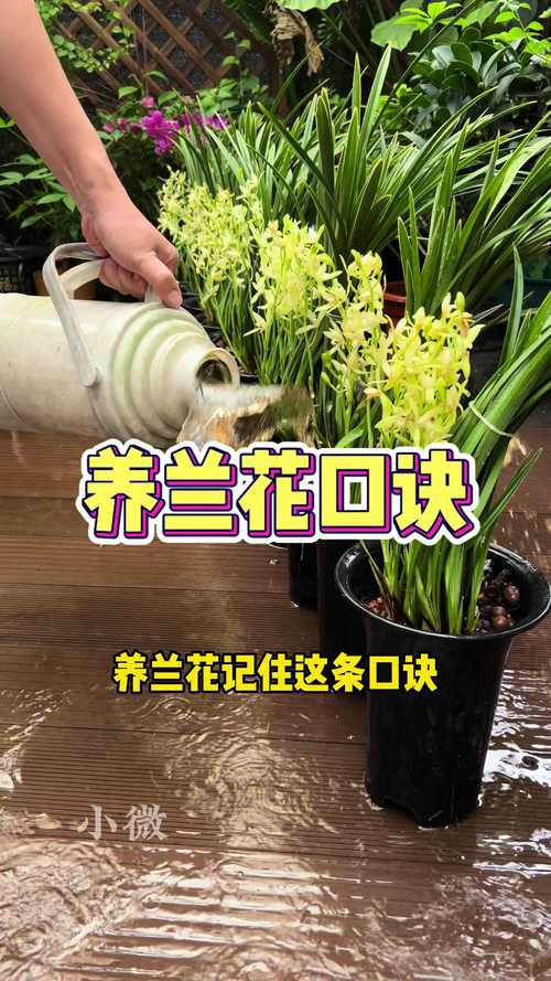 兰花怎么养才能旺盛(蝴蝶兰花怎么养才能旺盛)-第5张图片-花花知道网 兰花怎么养才能旺盛(蝴蝶兰花怎么养才能旺盛)-第5张图片-花花知道网