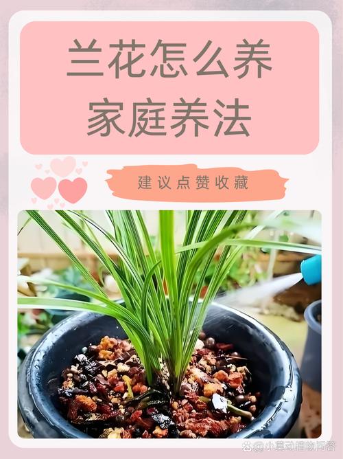 兰花怎么养才能旺盛(蝴蝶兰花怎么养才能旺盛)-第6张图片-花花知道网 兰花怎么养才能旺盛(蝴蝶兰花怎么养才能旺盛)-第6张图片-花花知道网