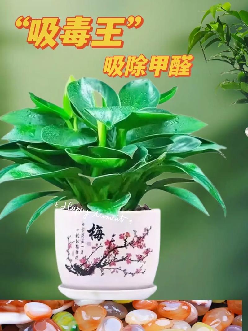 金钻净化效果如同“吸尘器”(金钻是啥)-第1张图片-花花知道网 金钻净化效果如同“吸尘器”(金钻是啥)-第1张图片-花花知道网