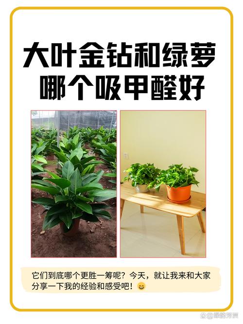 金钻净化效果如同“吸尘器”(金钻是啥)-第6张图片-花花知道网 金钻净化效果如同“吸尘器”(金钻是啥)-第6张图片-花花知道网