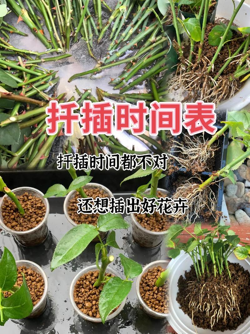小月季什么时候扦插(月季小苗什么时候移栽比较好)-第1张图片-花花知道网 小月季什么时候扦插(月季小苗什么时候移栽比较好)-第1张图片-花花知道网