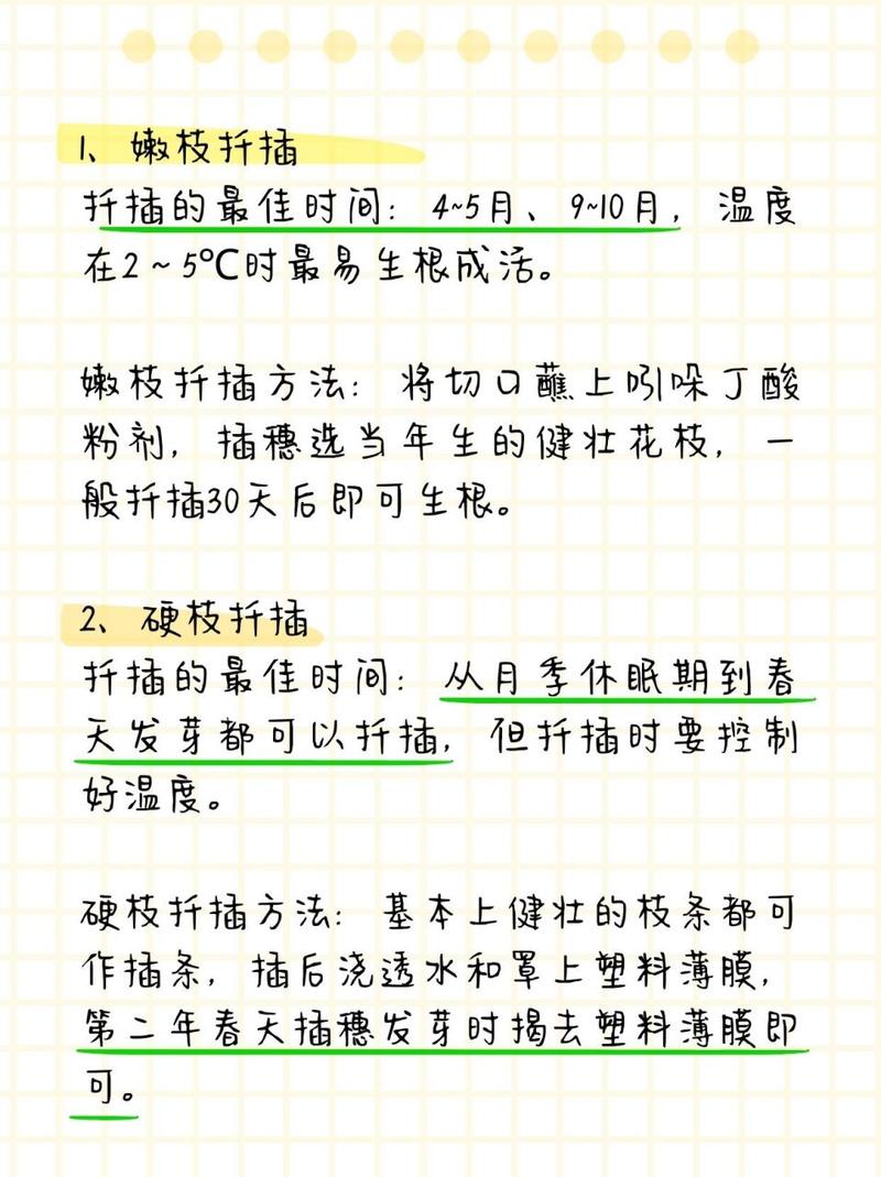 小月季什么时候扦插(月季小苗什么时候移栽比较好)-第4张图片-花花知道网 小月季什么时候扦插(月季小苗什么时候移栽比较好)-第4张图片-花花知道网