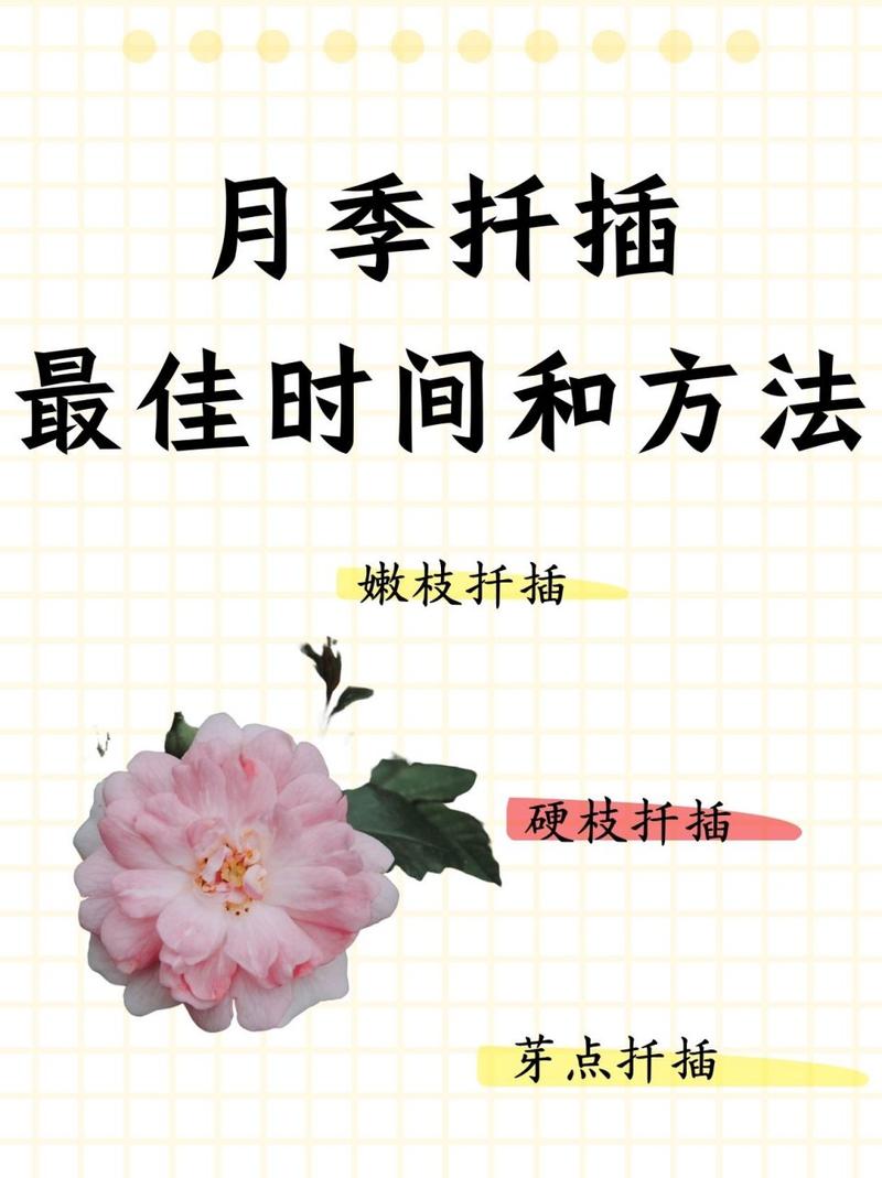 小月季什么时候扦插(月季小苗什么时候移栽比较好)-第5张图片-花花知道网 小月季什么时候扦插(月季小苗什么时候移栽比较好)-第5张图片-花花知道网
