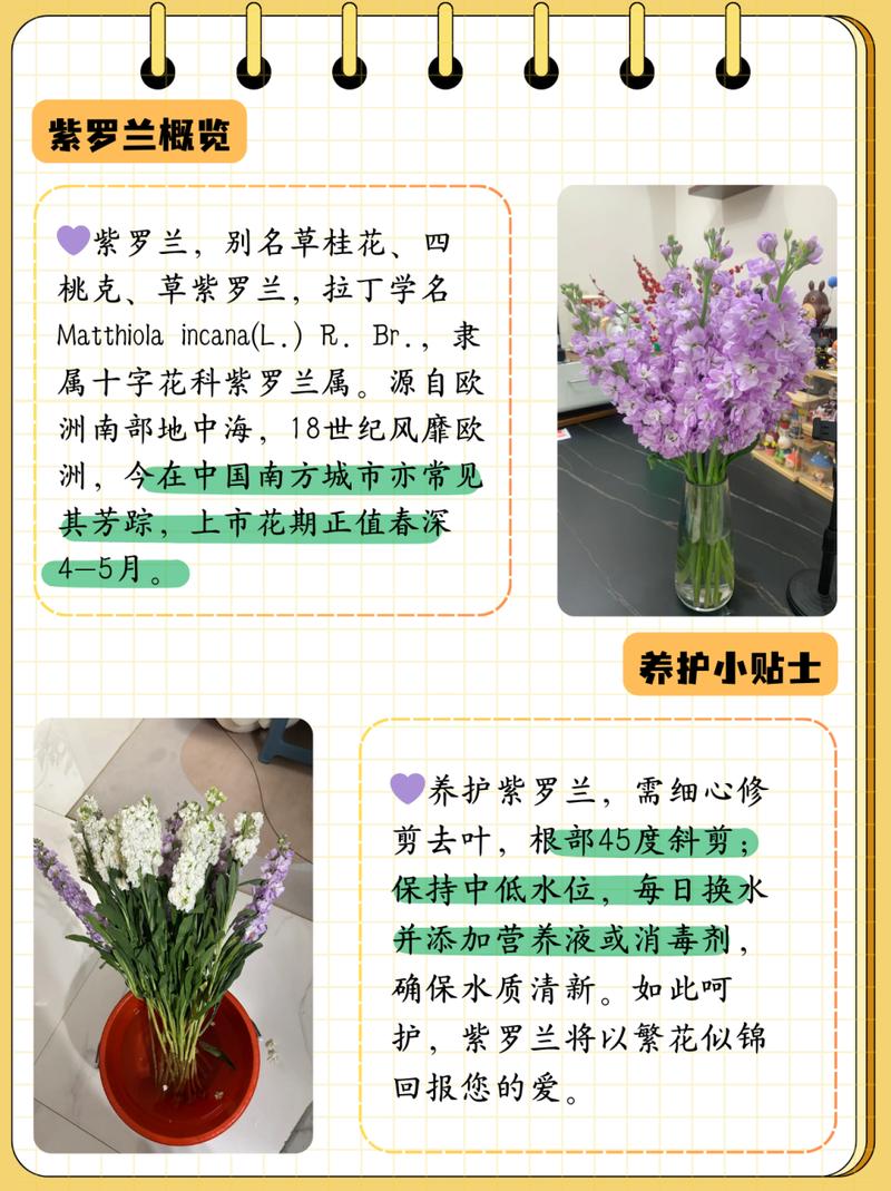 紫罗兰怎么养(紫罗兰怎么养才能更旺盛)-第1张图片-花花知道网 紫罗兰怎么养(紫罗兰怎么养才能更旺盛)-第1张图片-花花知道网
