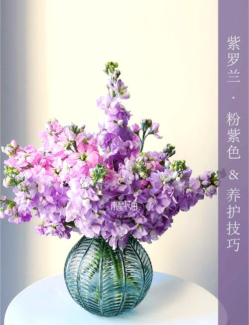紫罗兰怎么养(紫罗兰怎么养才能更旺盛)-第3张图片-花花知道网 紫罗兰怎么养(紫罗兰怎么养才能更旺盛)-第3张图片-花花知道网