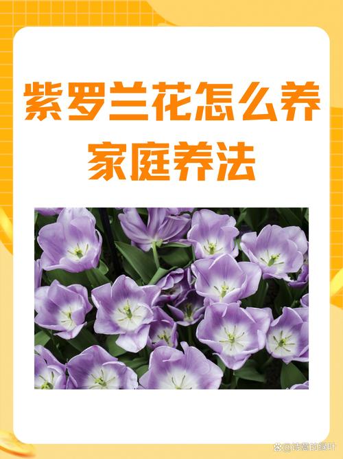 紫罗兰怎么养(紫罗兰怎么养才能更旺盛)-第4张图片-花花知道网 紫罗兰怎么养(紫罗兰怎么养才能更旺盛)-第4张图片-花花知道网
