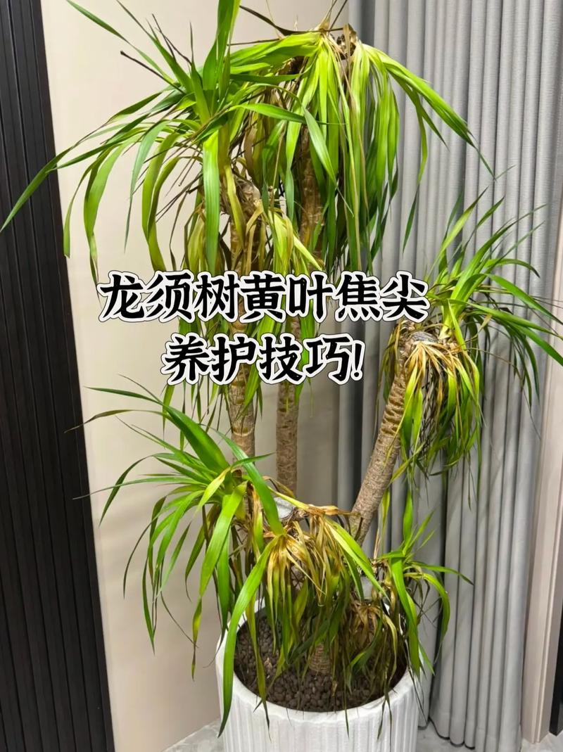 龙须海棠的扦插方法(龙须海棠什么时候开花)-第3张图片-花花知道网 龙须海棠的扦插方法(龙须海棠什么时候开花)-第3张图片-花花知道网