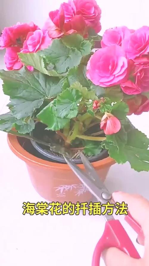 龙须海棠的扦插方法(龙须海棠什么时候开花)-第4张图片-花花知道网 龙须海棠的扦插方法(龙须海棠什么时候开花)-第4张图片-花花知道网