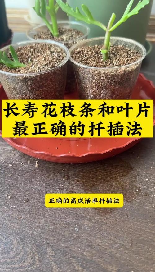 龙须海棠的扦插方法(龙须海棠什么时候开花)-第6张图片-花花知道网 龙须海棠的扦插方法(龙须海棠什么时候开花)-第6张图片-花花知道网