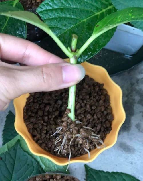龙须海棠的扦插方法(龙须海棠什么时候开花)-第5张图片-花花知道网 龙须海棠的扦插方法(龙须海棠什么时候开花)-第5张图片-花花知道网
