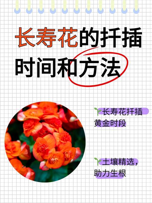 长寿花扦插的比较好时间(长寿花扦插的比较好时间是多少)-第5张图片-花花知道网 长寿花扦插的比较好时间(长寿花扦插的比较好时间是多少)-第5张图片-花花知道网