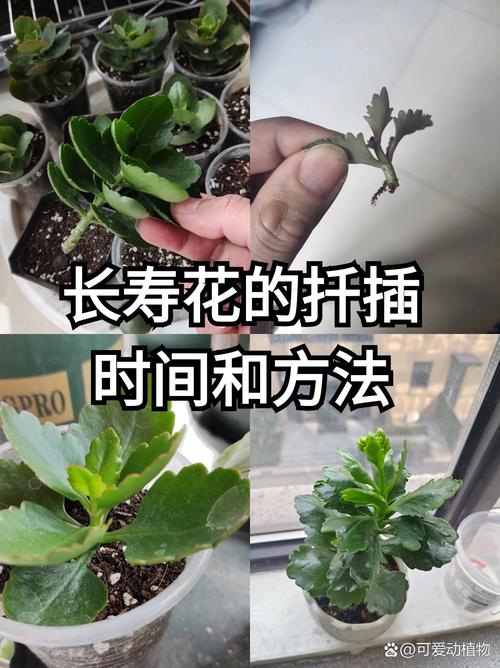 长寿花扦插的比较好时间(长寿花扦插的比较好时间是多少)-第6张图片-花花知道网 长寿花扦插的比较好时间(长寿花扦插的比较好时间是多少)-第6张图片-花花知道网