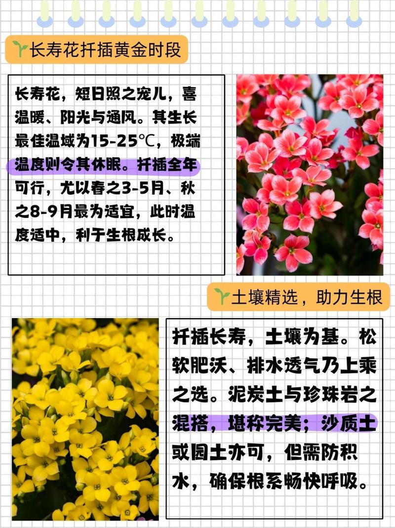 长寿花扦插的比较好时间(长寿花扦插的比较好时间是多少)-第7张图片-花花知道网 长寿花扦插的比较好时间(长寿花扦插的比较好时间是多少)-第7张图片-花花知道网