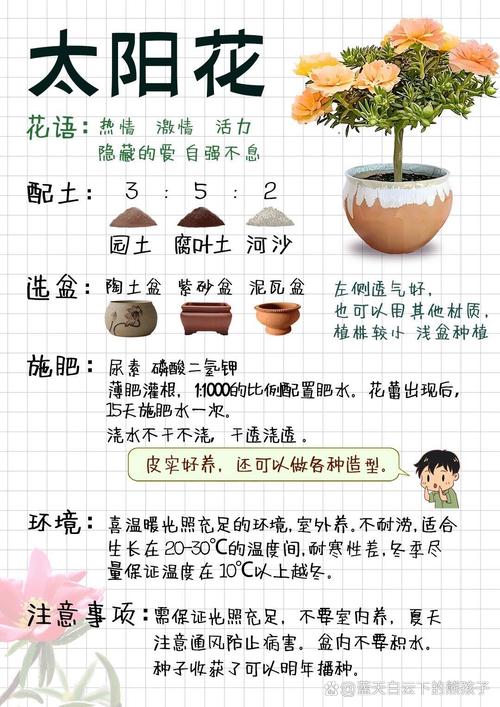 太阳花怎么种(太阳花怎么种植盆栽)-第1张图片-花花知道网 太阳花怎么种(太阳花怎么种植盆栽)-第1张图片-花花知道网
